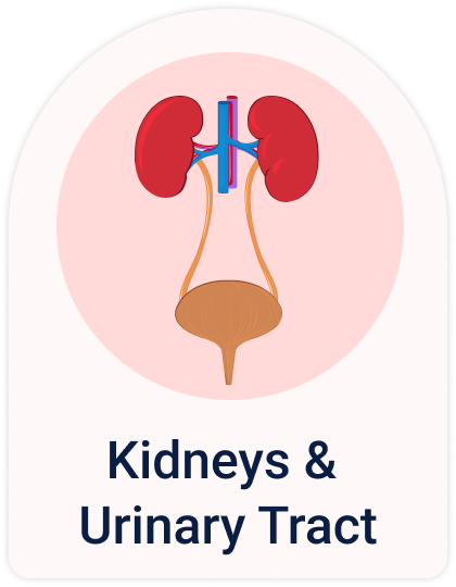 Kidneys & Urinary tract
