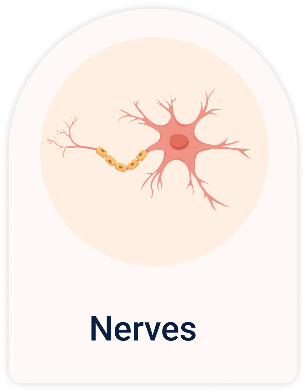 Lab Test | Nerves & muscles