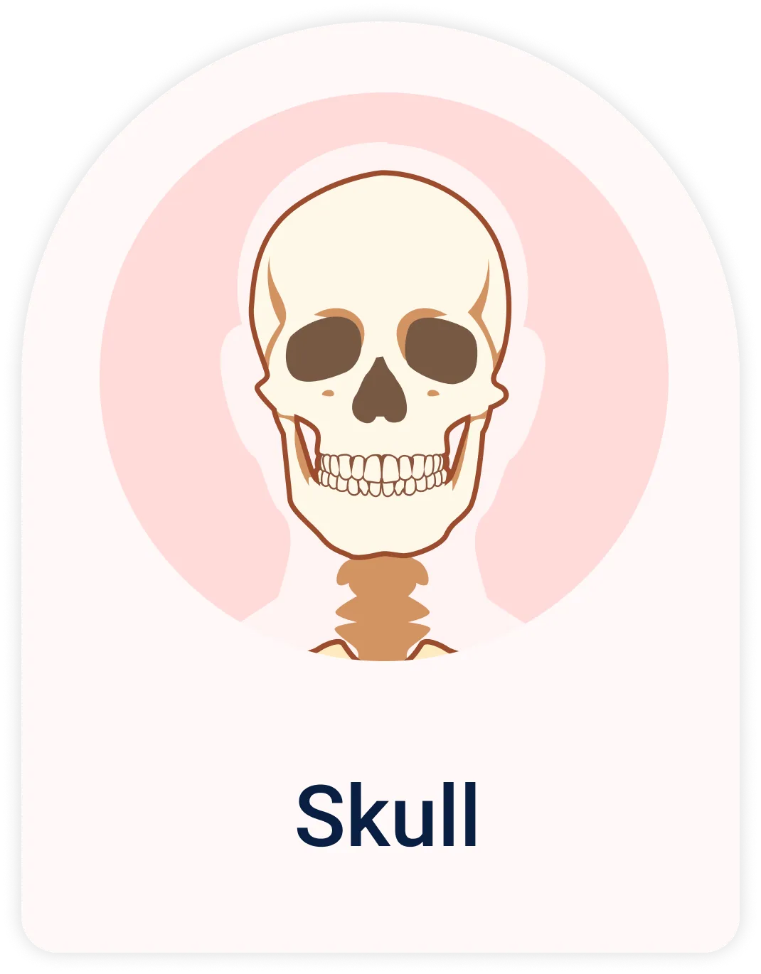 Lab Test | Skull