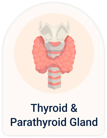 Thyroid & parathyroid gland